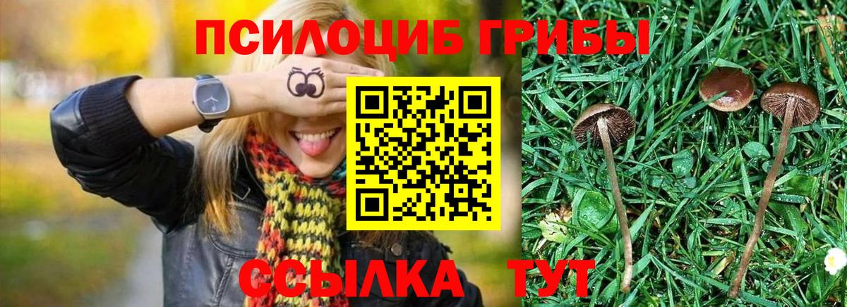 Псилоцибиновые грибы Psilocybine cubensis Ялта